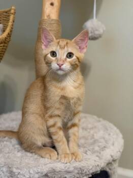 Ferdinand -  Domestic Short Hair Cat for Adoption in Sandy Springs, Georgia - Ferdinand | PetCurious