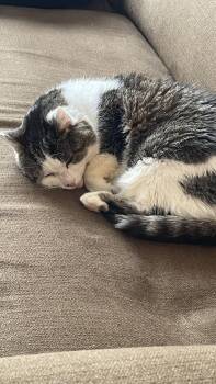 Curious George -  Domestic Short Hair Cat for Adoption in Toronto, Ontario - Curious George | PetCurious