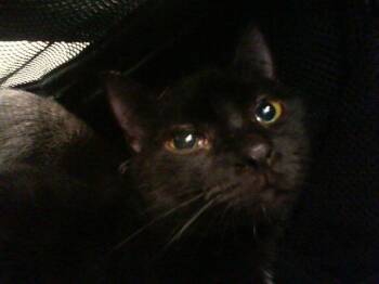 Domestic Short Hair Cats Available for Adoption - INDIE | PetCurious