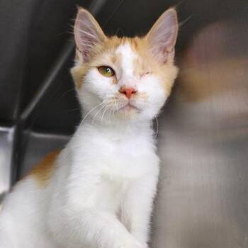 Domestic Short Hair Cats Available for Adoption in Hopkinton, Massachusetts - Seraphine | PetCurious