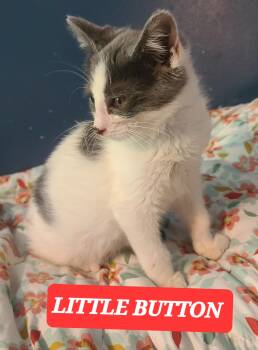 LITTLE BUTTON -  Tabby Cat for Adoption in Elgin, South Carolina - LITTLE BUTTON | PetCurious