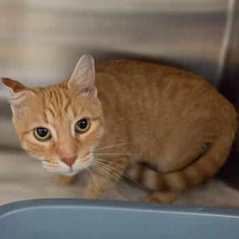 Butterscotch -  Domestic Short Hair Cat for Adoption in Briarcliff Manor, New York - Butterscotch | PetCurious