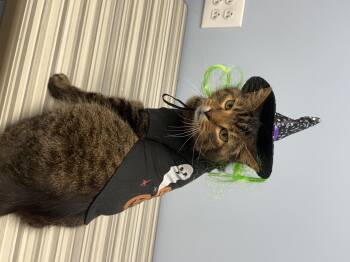 Rescue Domestic Short Hair Cats for Adoption - Twix | PetCurious