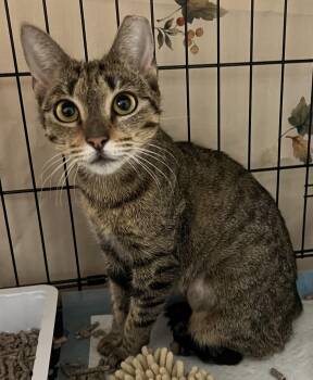 Rescue Bengal Cats for Adoption in Closter, New Jersey - Noelle | PetCurious