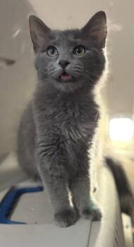 CeCe -  Russian Blue Cat for Adoption in Chandler, Arizona - CeCe | PetCurious