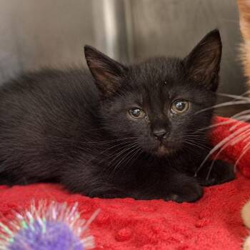 Saki -  Domestic Short Hair Cat for Adoption in Fort Smith, Arkansas - Saki | PetCurious