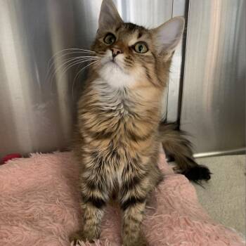 Knight -  Domestic Medium Hair Cat for Adoption in Lynchburg, Virginia - Knight | PetCurious