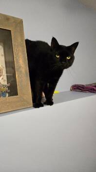 Milky Way -  Domestic Short Hair Cat Available for Adoption in Pawtucket, Rhode Island - Milky Way | PetCurious