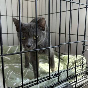 Roxanne -  Domestic Short Hair Cat for Adoption in Hedgesville, West Virginia - Roxanne | PetCurious