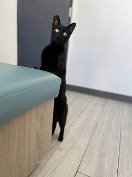 Rescue Domestic Short Hair Cats for Adoption in El Segundo, California - Olive | PetCurious