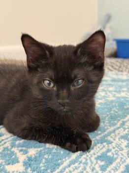 Goober -  Domestic Short Hair Cat for Adoption in Milltown, New Jersey - Goober | PetCurious