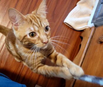 Rescue Domestic Long Hair Cats for Adoption in Rosenberg, Texas - Shazam T | PetCurious