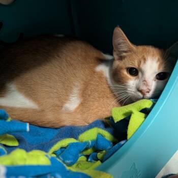 Redbull -  Domestic Short Hair Cat for Adoption in Titusville, Florida - Redbull | PetCurious