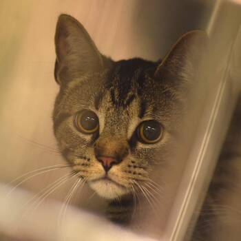 Ocelot -  Domestic Short Hair Cat Available for Adoption in Belleville, Illinois - Ocelot | PetCurious