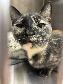 Domestic Short Hair Cats Available for Adoption - Mildred | PetCurious