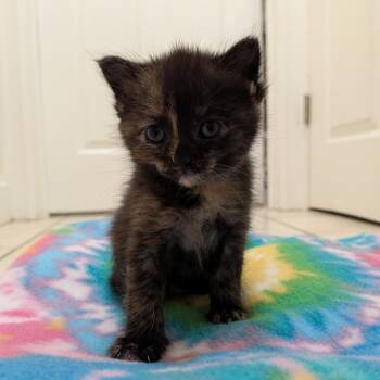 Donna (Smeagol) -  Domestic Short Hair Cat for Adoption in Watertown, New York - Donna (Smeagol) | PetCurious
