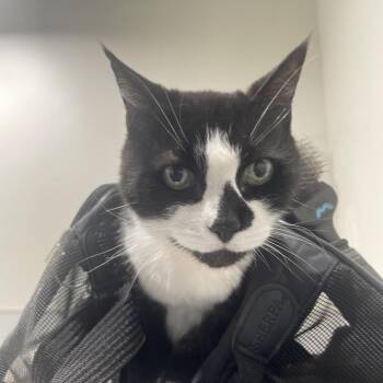 Domestic Short Hair Cats Available for Adoption in Tampa, Florida - Susie | PetCurious