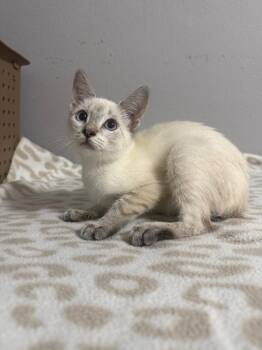 Charleston -  Siamese Cat for Adoption in Sorrento, Louisiana - Charleston | PetCurious
