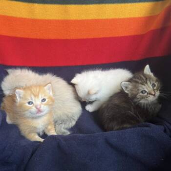 Christina -  Domestic Short Hair Cat for Adoption in West Olive, Michigan - Christina | PetCurious