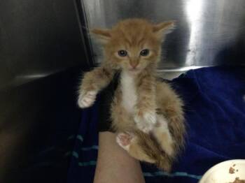 A1921681 -  Domestic Medium Hair Cat for Adoption in Thousand Palms, California - A1921681 | PetCurious