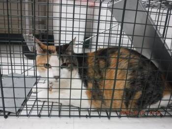 INDY -  Domestic Short Hair Cat for Adoption in Oroville, California - INDY | PetCurious