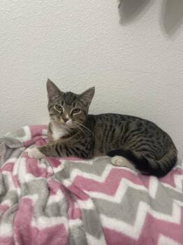 Domestic Short Hair and Tabby Cats Available for Adoption in Dallas, Texas - Mountain Dew Baja Blast | PetCurious