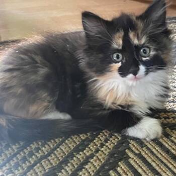 Domestic Medium Hair and Calico Cats Available for Adoption in Morrison, Colorado - Beatrice Coleman  | PetCurious