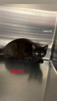Domestic Short Hair Cats Available for Adoption in Burlington, Iowa - Vega | PetCurious