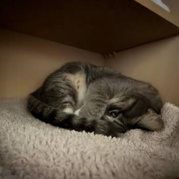 Ferny -  Domestic Short Hair Cat for Adoption in Murray, Utah - Ferny | PetCurious