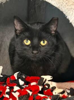 Domestic Short Hair Cats Available for Adoption - Blackjack | PetCurious