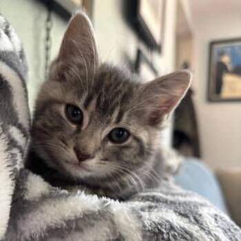 Stanley -  American Shorthair Cat Available for Adoption in Pittsburgh, Pennsylvania - Stanley | PetCurious