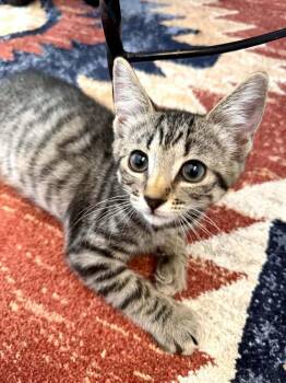 Peter -  Domestic Short Hair Cat for Adoption in Tucson, Arizona - Peter | PetCurious
