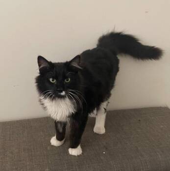 Domestic Long Hair Cats Available for Adoption in Garner, North Carolina - Yin | PetCurious