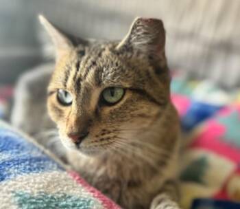 Daisey -  Domestic Short Hair Cat for Adoption in Ogden, Utah - Daisey | PetCurious