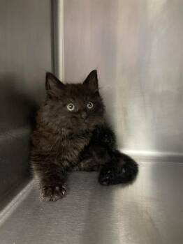 ARIEL* -  Domestic Short Hair Cat for Adoption in Santa Cruz, California - ARIEL* | PetCurious