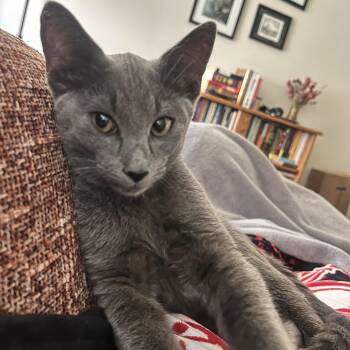 Domestic Short Hair Cats Available for Adoption - Jerek | PetCurious