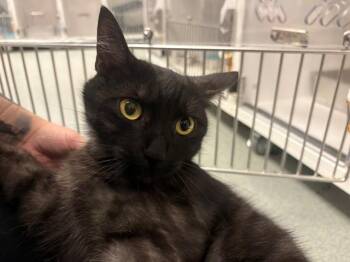 GATSBY -  Domestic Short Hair Cat for Adoption in Ontario, California - GATSBY | PetCurious