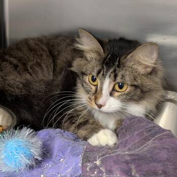 Rescue Domestic Medium Hair Cats for Adoption in Cape Girardeau, Missouri - Little Bit | PetCurious