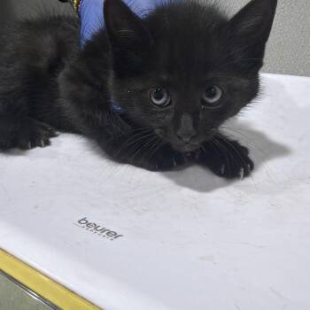 Steel -  Domestic Short Hair Cat for Adoption in Tampa, Florida - Steel | PetCurious