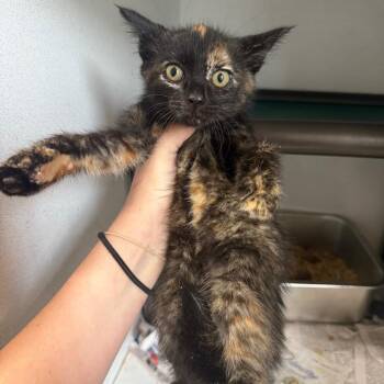 Moana 052101A -  Domestic Short Hair Cat Available for Adoption in Amory, Mississippi - Moana 052101A | PetCurious