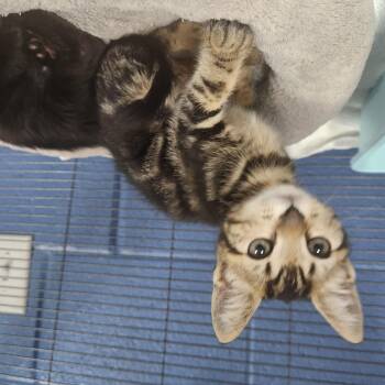United -  Domestic Short Hair Cat for Adoption in Charleston, South Carolina - United | PetCurious