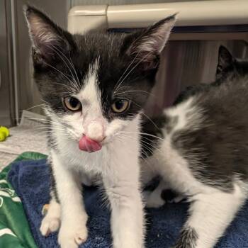 Cousin Itt -  Domestic Short Hair Cat for Adoption in Hendersonville, North Carolina - Cousin Itt | PetCurious