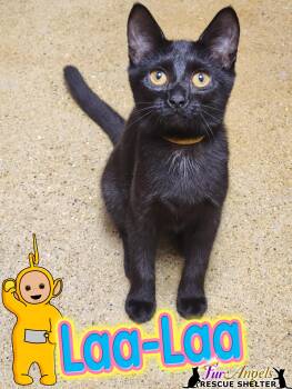 Rescue Domestic Short Hair Cats for Adoption in Ottawa Hills, Ohio - Laa-Laa | PetCurious