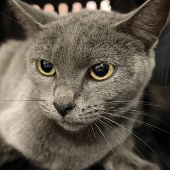 Pretty Paula -  Russian Blue and Domestic Short Hair Cat for Adoption in Columbia, South Carolina - Pretty Paula | PetCurious