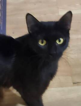 Rescue Domestic Short Hair Cats for Adoption in Fernley, Nevada - Serenity | PetCurious