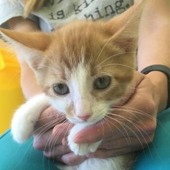 Domestic Short Hair Cats Available for Adoption in Lynchburg, Virginia - Ritchie | PetCurious