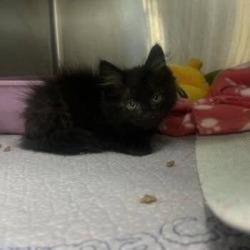 Soot Sprite -  Domestic Long Hair and Domestic Short Hair Cat for Adoption in Bullhead City, Arizona - Soot Sprite | PetCurious