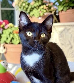 Tingle - KITTEN -  Tuxedo Cat for Adoption in Perry, Iowa - Tingle - KITTEN | PetCurious