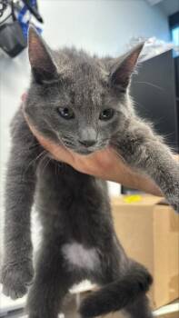 pooh -  Domestic Short Hair Cat for Adoption in West Chester, Pennsylvania - Pooh | PetCurious