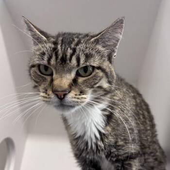 Brian -  Domestic Short Hair Cat for Adoption in Janesville, Wisconsin - Brian | PetCurious